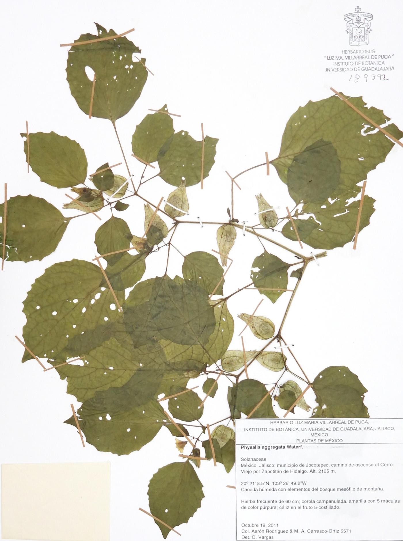 Physalis aggregata image
